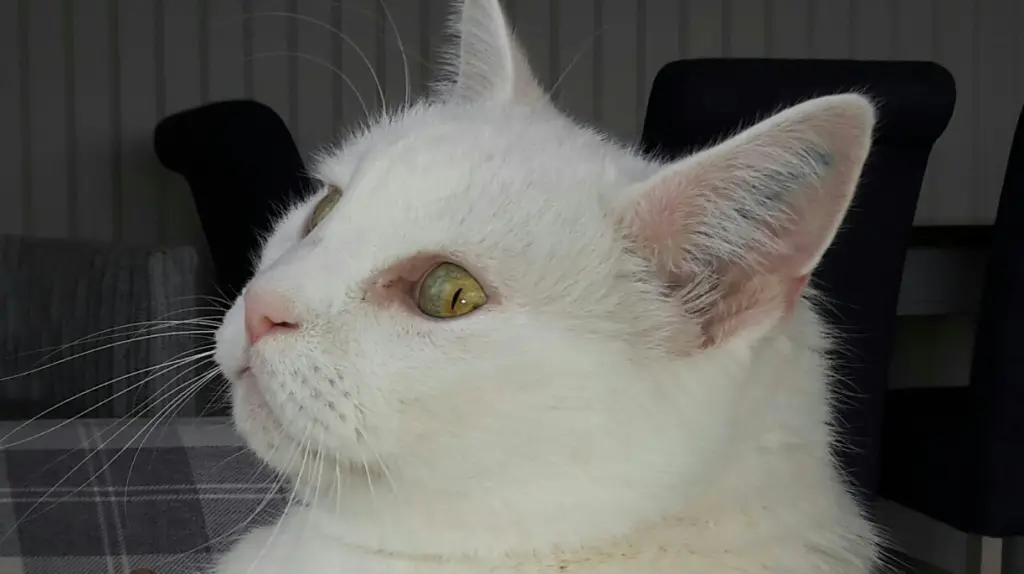 Image from Minou