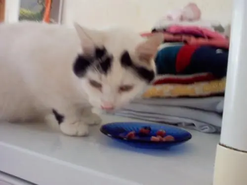 Image from Clyde & Aladin