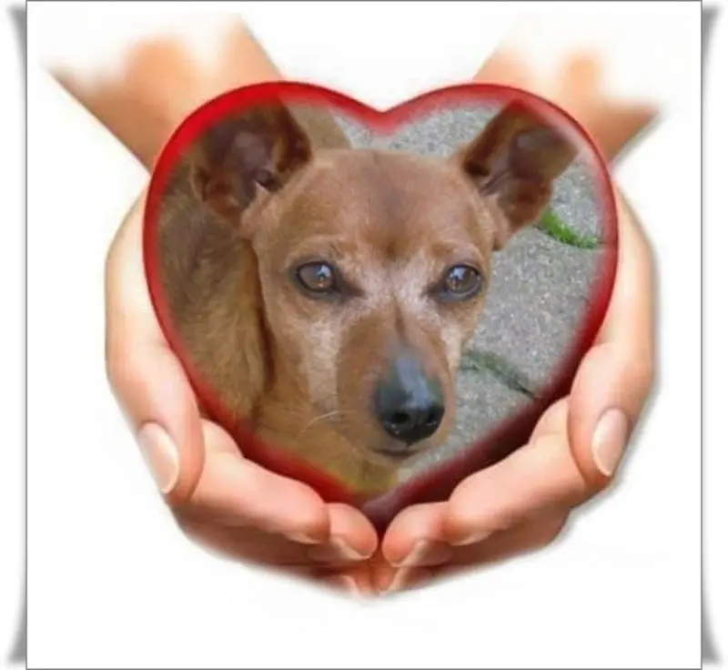 Condolence image of Jutta mit Purzel tief im Herzen ✟ 08.05.2016