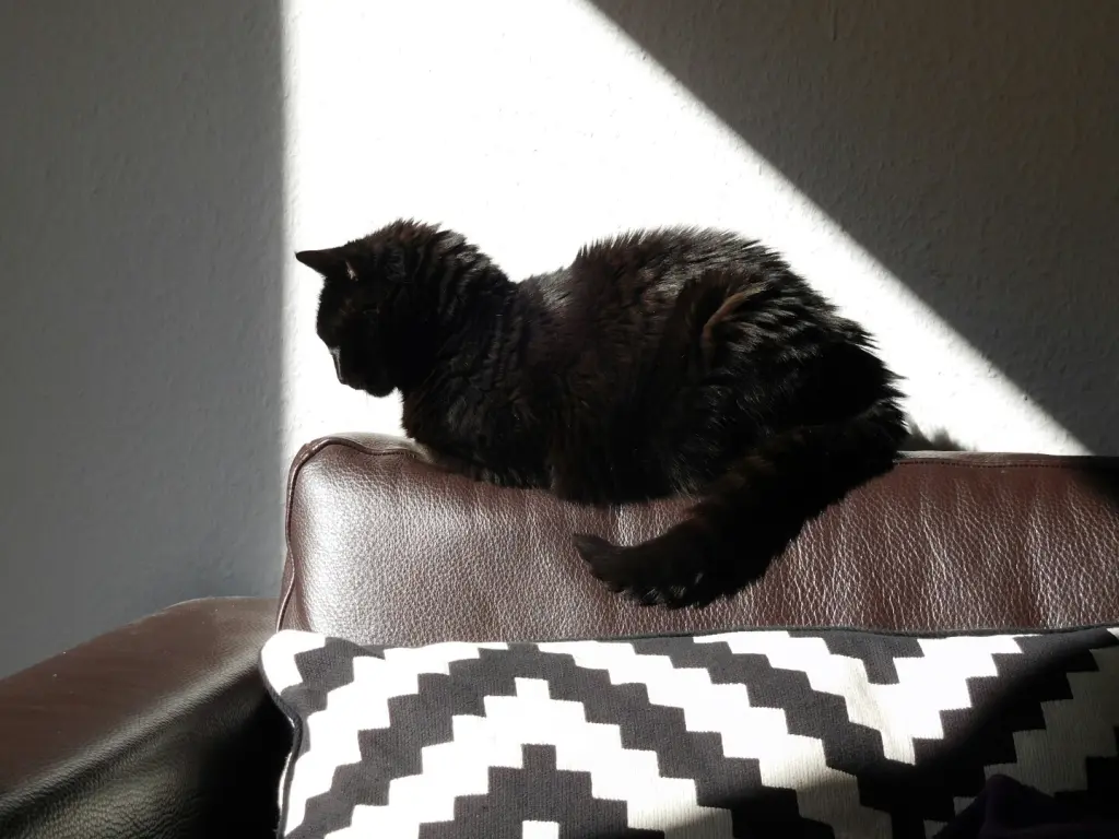 Condolence image of Marcel