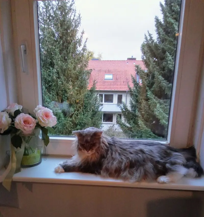 Condolence image of Rosina