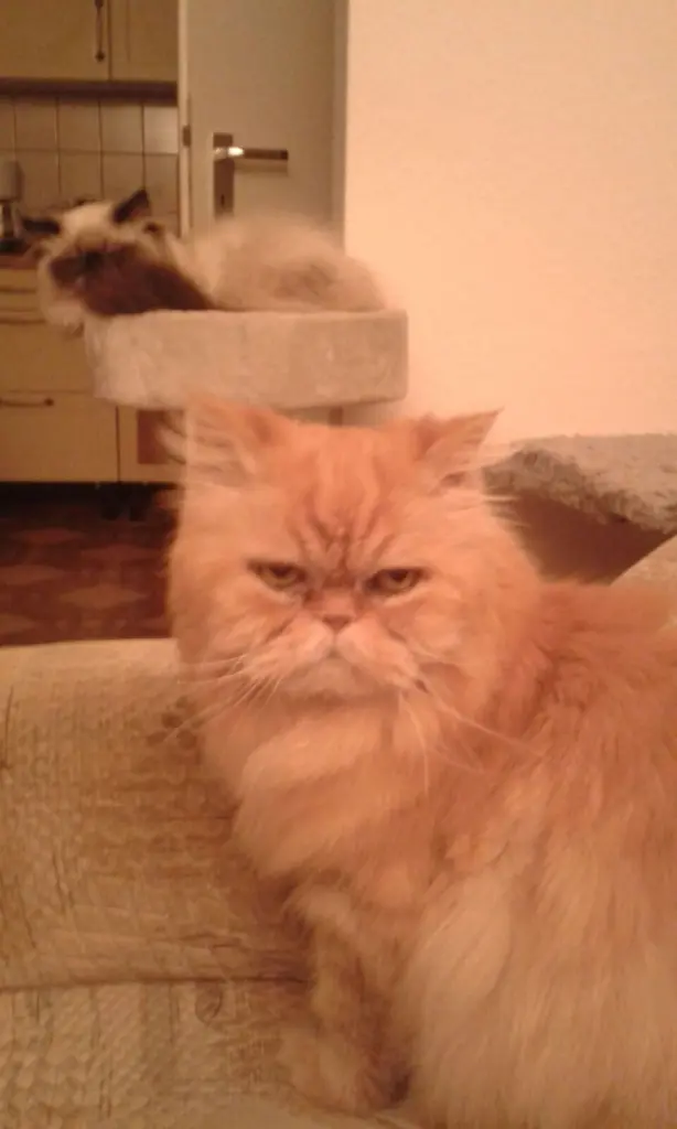 Condolence image of Christiane mit Lucky Kleiner