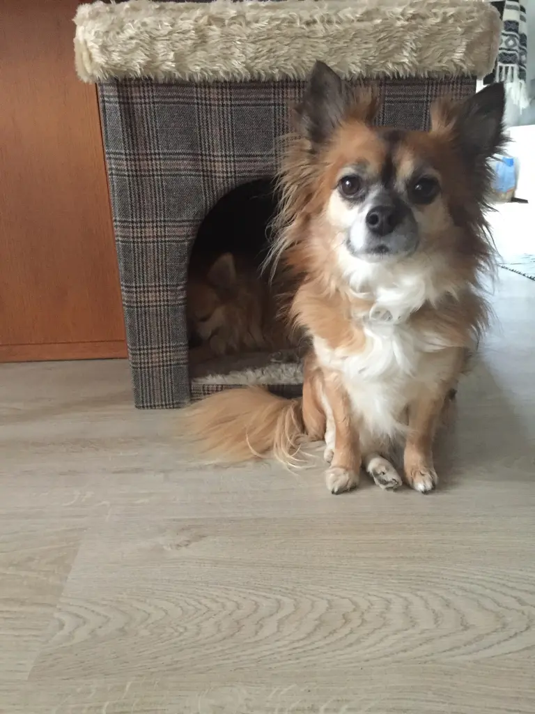 Image from Haru