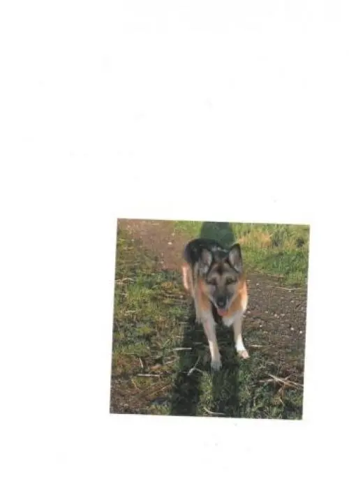 Image from Luna (Shaggy)