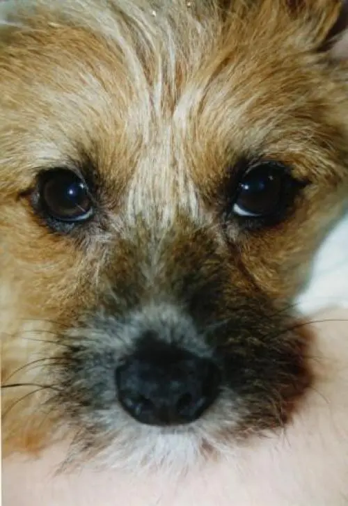 Image from Gismo
