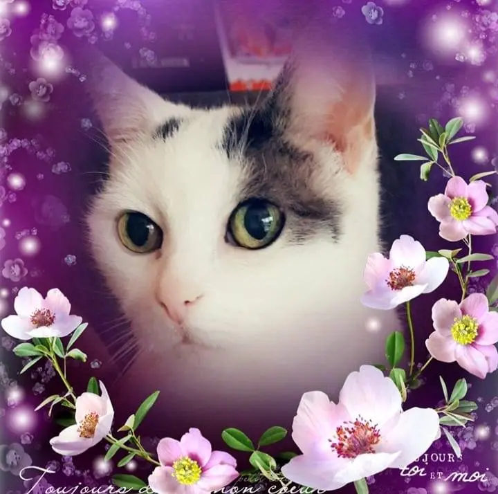Image from Kitty