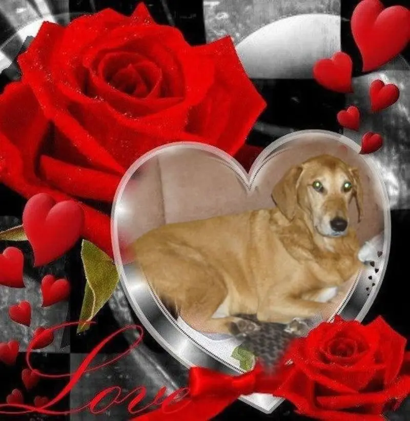 Condolence image of Marlies mit Pietsch im Herzen