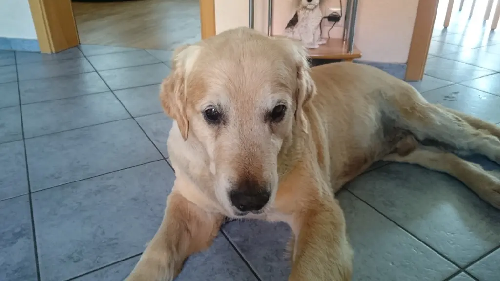 Condolence image of Cerstin mit Seelenfreund Ninjo 