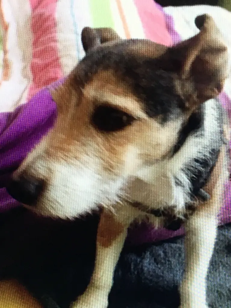 Condolence image of Claudia mit Paul ganz tief im Herzen ♥️ 5.4.2019. R.I.P. ⭐️