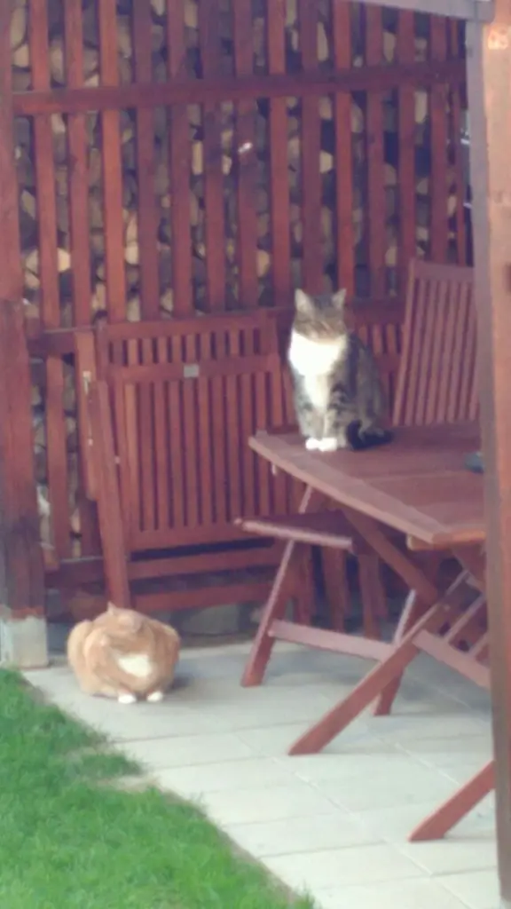 Image from Tiger