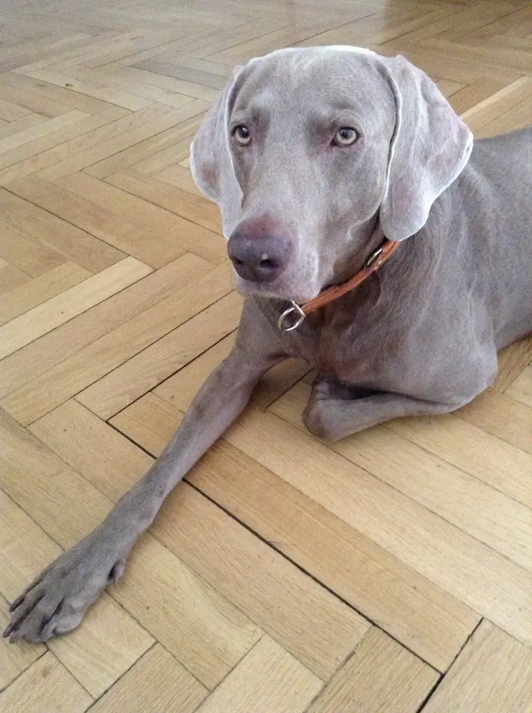 Image from Fritz
