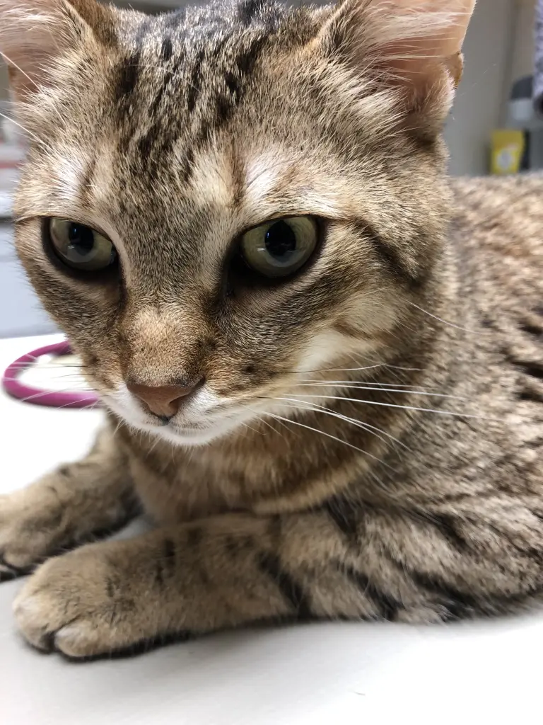 Image from Tigger