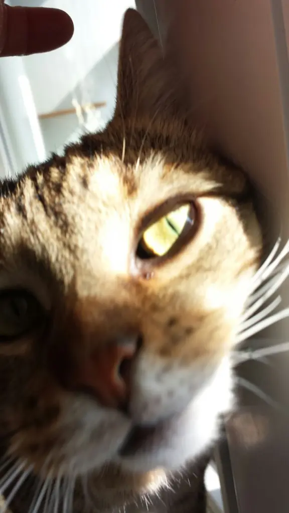 Image from Tigger