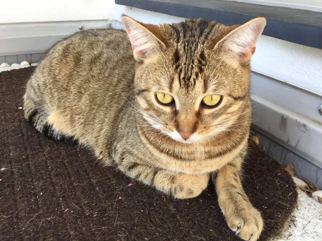 Image from Tigger