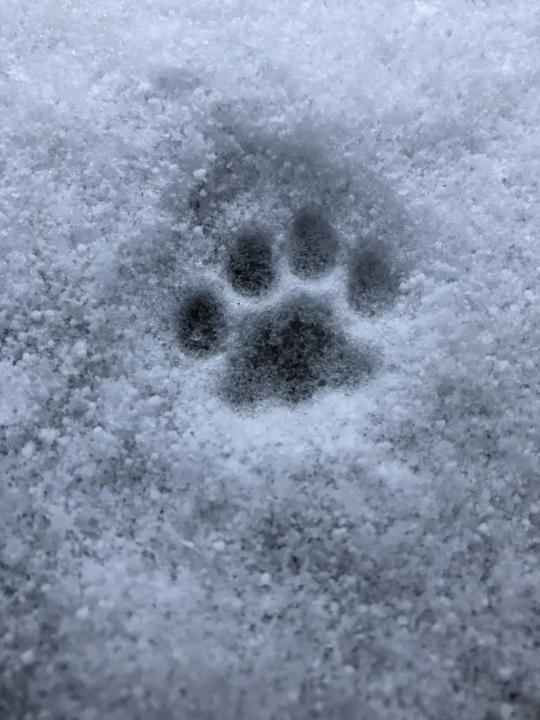 Image from Tigger