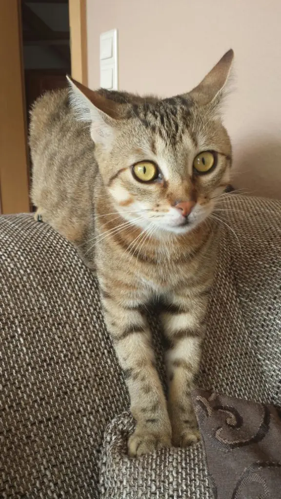 Image from Tigger