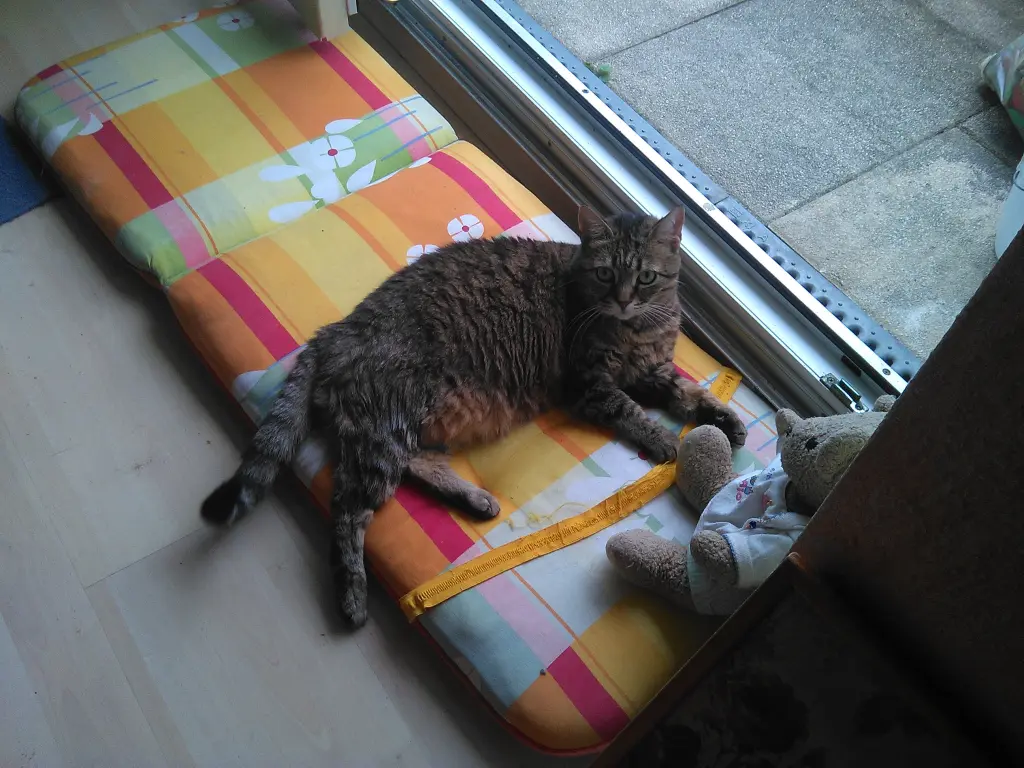 Condolence image of Evi