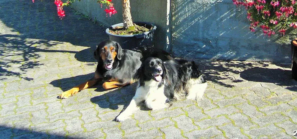 Condolence image of Brigitte mit Nelly, Benny und Axel im Herzen