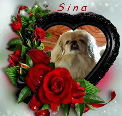 Image from SINA MEIN HERZBLUT