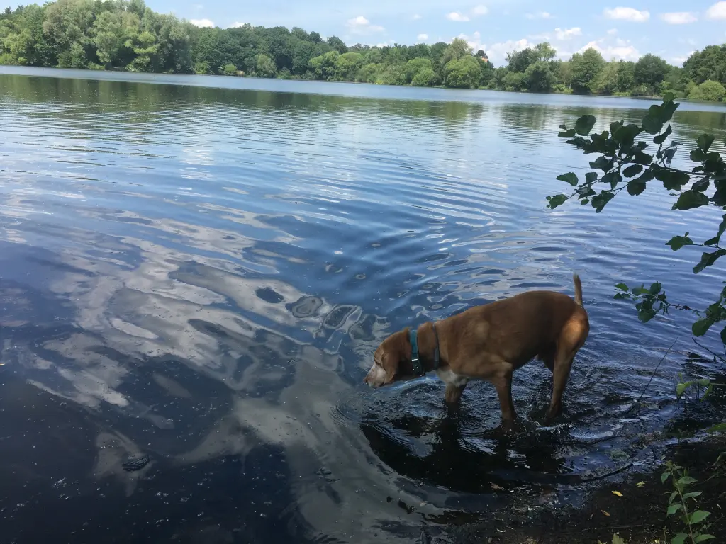 Image from Luca