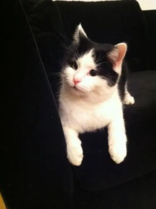 Image from Millie