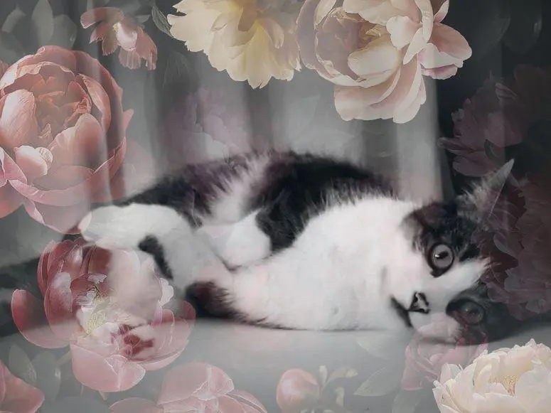 Condolence image of Sabine