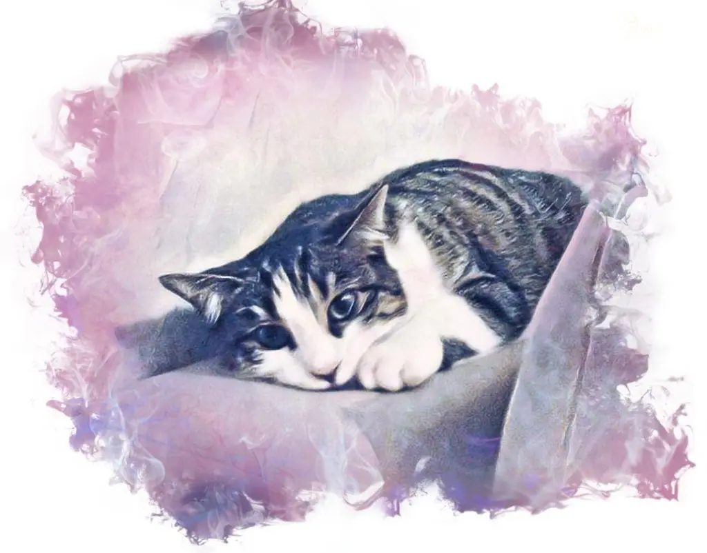 Image from Bibi