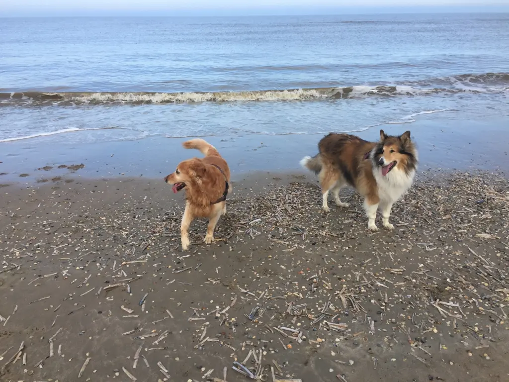 Image from Rocky