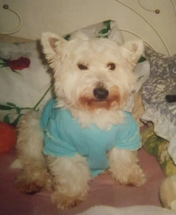 Image from "PÜPPY"