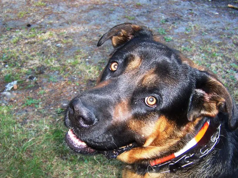 Andachtsbild von Hermann