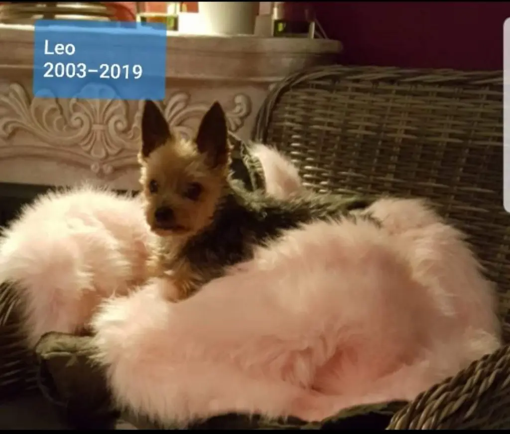 Image from Leo