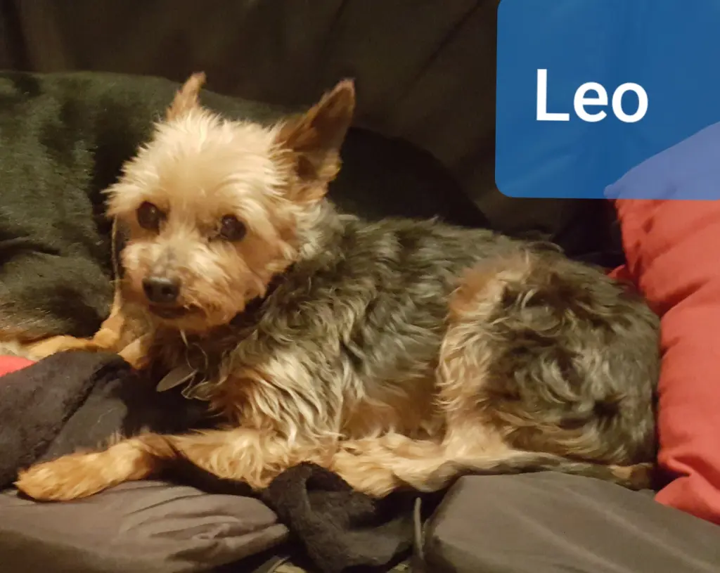 Image from Leo