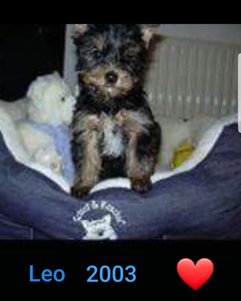 Image from Leo