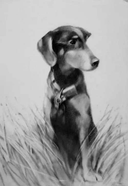 Image from Sammy