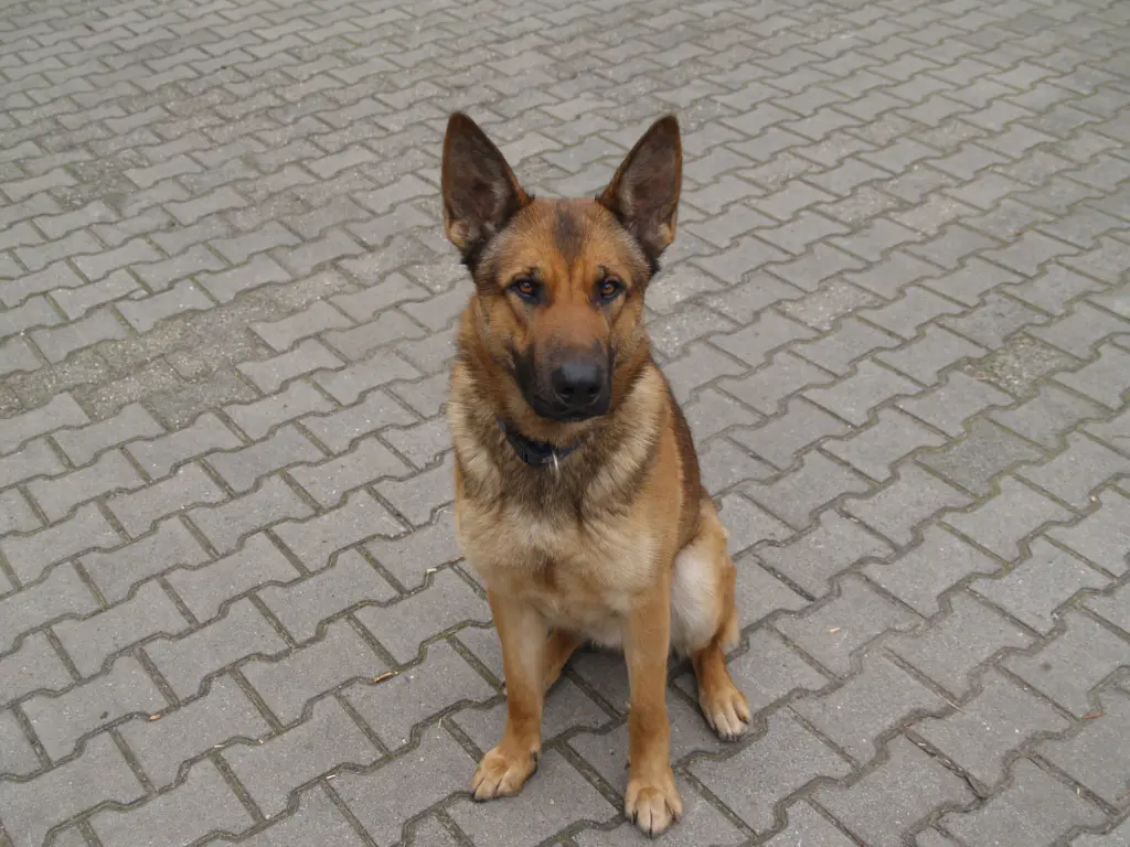 Image from King