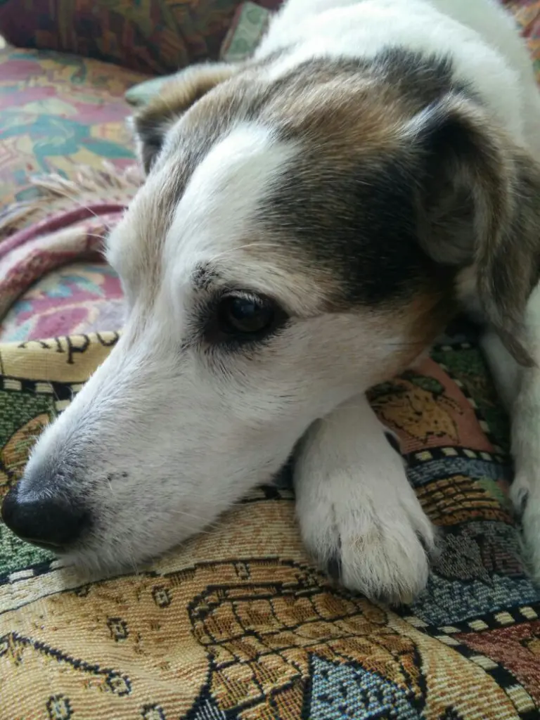 Image from Spot