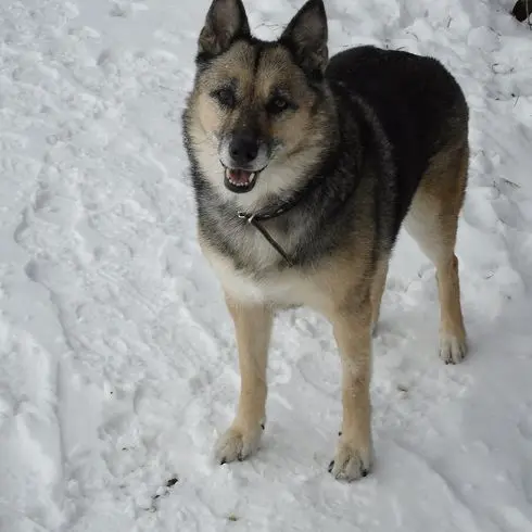 Image from Gina (Mausebär)