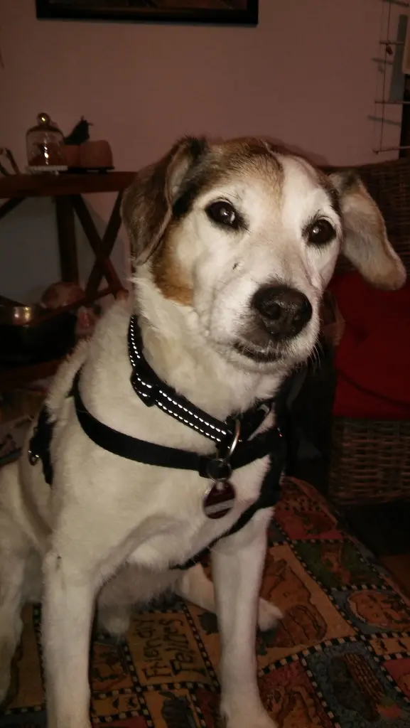 Image from Spot