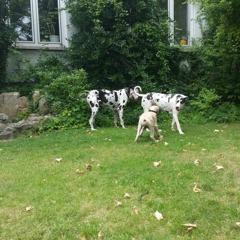 Condolence image of Daniela mit Sniper im Herzen