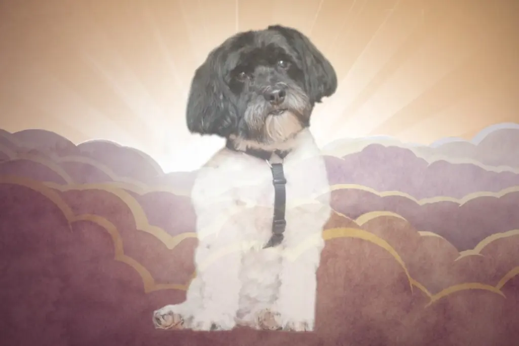 Bild von Henry