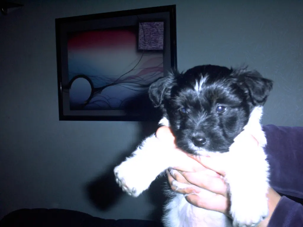 Bild von Henry
