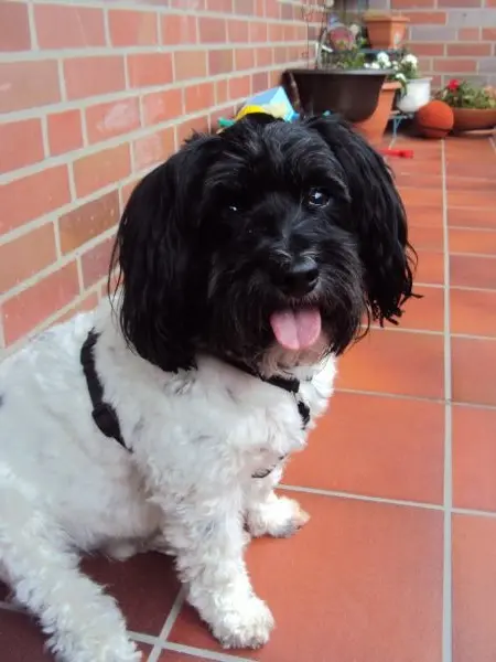 Bild von Henry