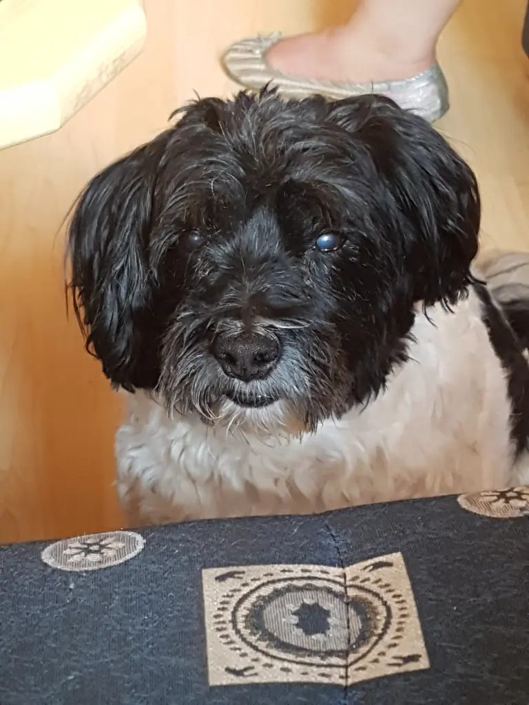 Bild von Henry