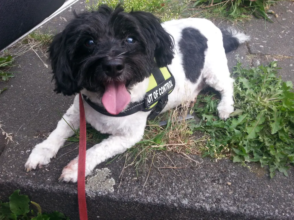 Bild von Henry