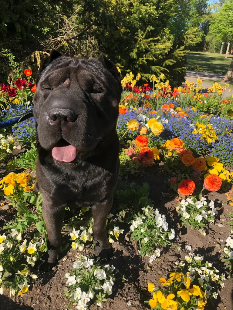 Andachtsbild von Carolin