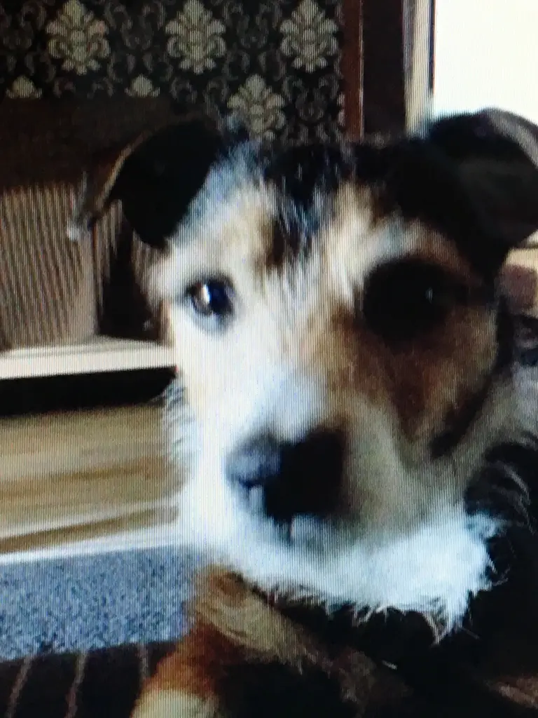 Andachtsbild von Claudia mit Paul ganz tief im Herzen ♥️ 5.4.2019 R.I.P mein treuer Seelenhund ♥️