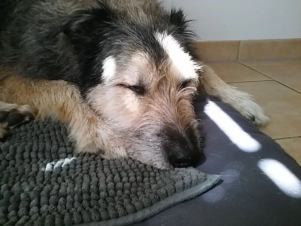 Andachtsbild von Carola