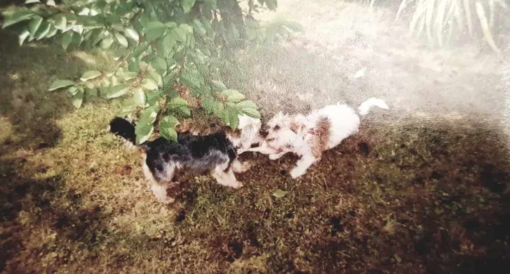 Condolence image of Simone