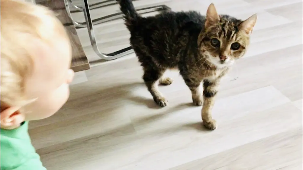 Image from Daisy als auch Blacky