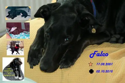 Image from Falco
